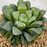 Haworthia Hybrid Popular