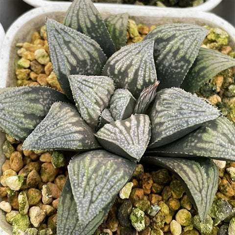 Haworthia Hakutetsu Popular Type