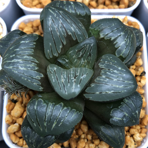 Haworthia Silver Mutica Other