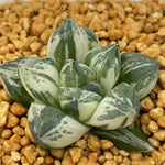 Haworthia Mutica Hybrid Variegated