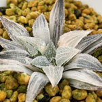 Haworthia Wimii Variegated