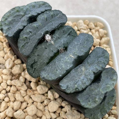 Haworthia Truncata 'Nishiakikuro'