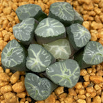 Haworthia Maughanii 'Midorigiku'