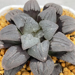Haworthia 'Purple Dream' Other