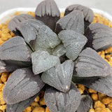 Haworthia 'Purple Dream' Other