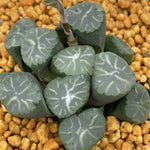 Haworthia Maughanii Virgin Fountain