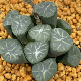 Haworthia Maughanii Virgin Fountain