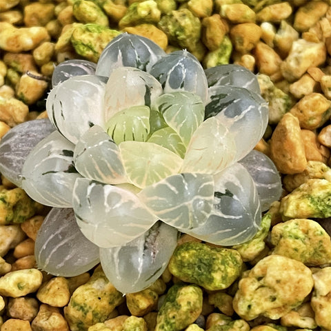 Haworthia Cooperi var. Truncata variegated