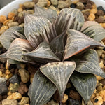 Haworthia Badia Pinky Variegated Mother Plant