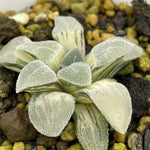 Haworthia Pygmaea Black Diamond Variegated