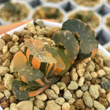Haworthia Truncata Onawa Smaller Size