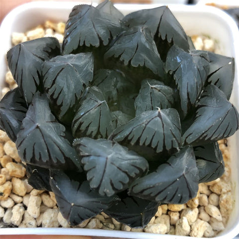 Haworthia Obtusa Suisho