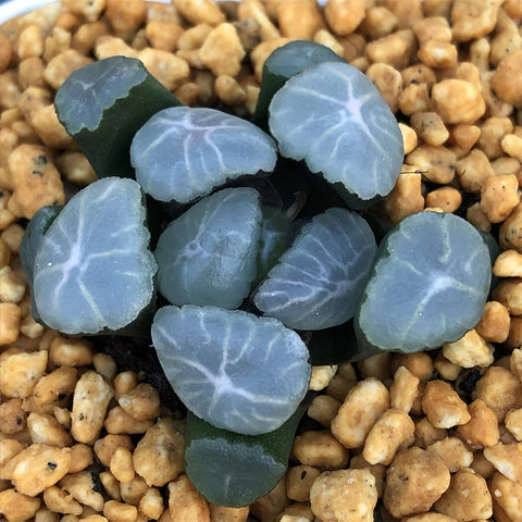 Haworthia Maughanii 'Big Bang'