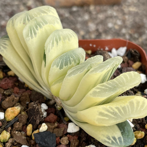 Haworthia Truncata Reverse Variegated  'Green Lime' Big Size