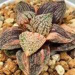 Haworthia Picta Daikoku Variegated