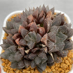 Haworthia Venusta Spring Surprise Multihead type