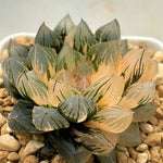 Haworthia Red Var. Cooperi Variegated