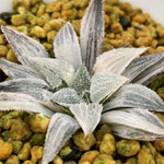 Haworthia Wimii Variegated