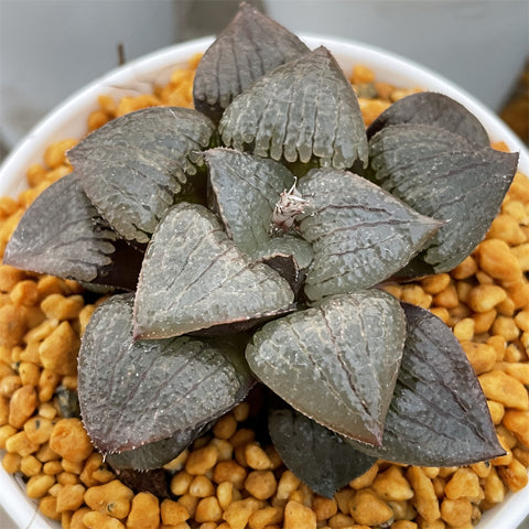 Haworthia Kaurijima Other