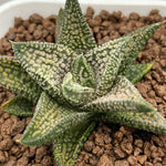 Haworthia Hard Leaf 'Isomidori'