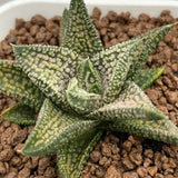 Haworthia Hard Leaf 'Isomidori'