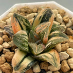 Haworthia Variegated 'Tyger'