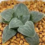 Haworthia Pygmaea 'Blue'