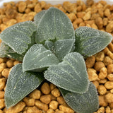 Haworthia Pygmaea 'Blue'