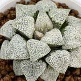 Haworthia Picta Myth Mother Plant
