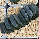 Haworthia Truncata 'Black'