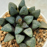 Haworthia Bayeri Ginbotan