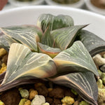 Haworthia Nigra Variegated