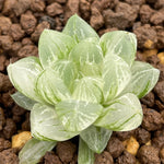 Turgida Var. Suberecta variegated