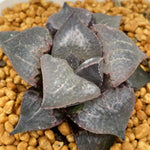 Haworthia Badia 'Shutendouji’