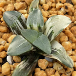 Haworthia Pygmaea Pine Variegated