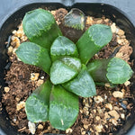 Haworthia Correcta small size ones for sale