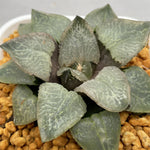 Haworthia Comptoniana 'Super Lenz'