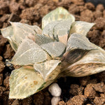 Haworthia Correcta White Monster Ghost variegated