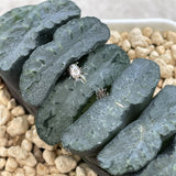 Haworthia Truncata 'Nishiakikuro'