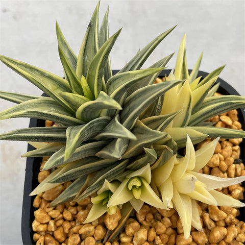 Haworthia Zouge no Tou Reversed variegated Mother Plant