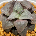 Haworthia Atrofusca Other