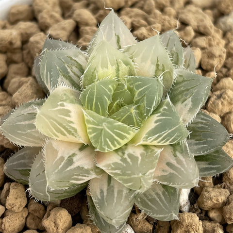 Haworthia Ice Soul Variegated