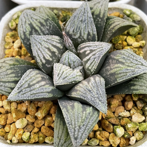 Haworthia Hakutetsu Popular Type
