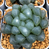 Haworthia OB Hybrid Other