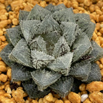 Haworthia Magic Thron Other