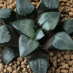 Haworthia Correcta