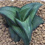 Haworthia Hard Leaf 'Suiga'