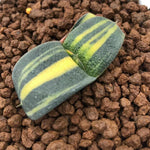 Haworthia Gasteria Variegated 'Junpei'