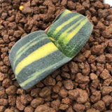 Haworthia Gasteria Variegated 'Junpei'