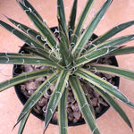 Haworthia 'Agave Schidigera variegated'